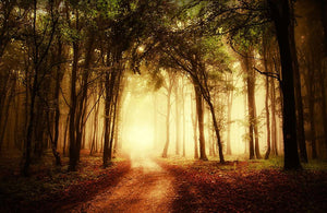golden forest at autumn Wall Mural Wallpaper - Canvas Art Rocks - 1