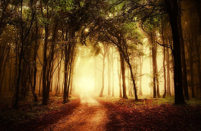 golden forest at autumn Wall Mural Wallpaper