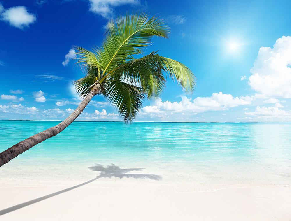 palm and beach Wall Mural Wallpaper - Canvas Art Rocks - 1