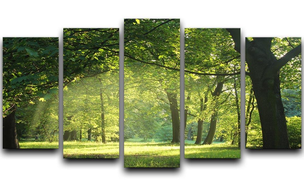 trees in a summer forest 5 Split Panel Canvas  - Canvas Art Rocks - 1
