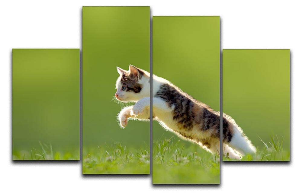 young cat jumps over a meadow in the backlit 4 Split Panel Canvas - Canvas Art Rocks - 1