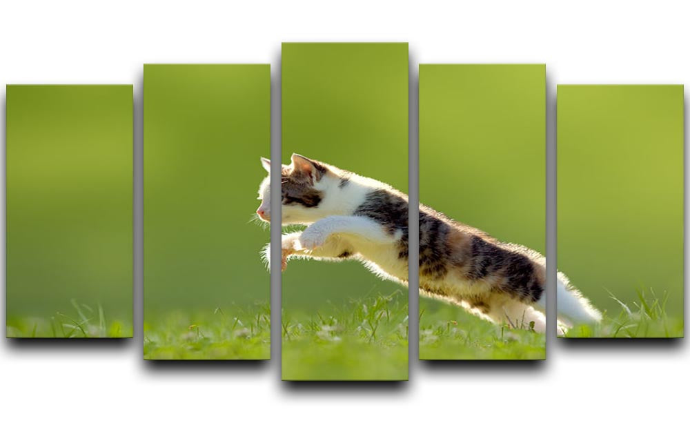 young cat jumps over a meadow in the backlit 5 Split Panel Canvas - Canvas Art Rocks - 1