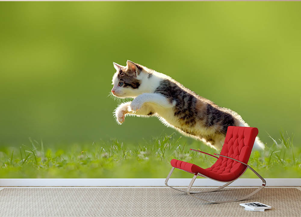 young cat jumps over a meadow in the backlit Wall Mural Wallpaper