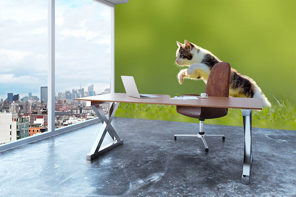 young cat jumps over a meadow in the backlit Wall Mural Wallpaper - Canvas Art Rocks - 3